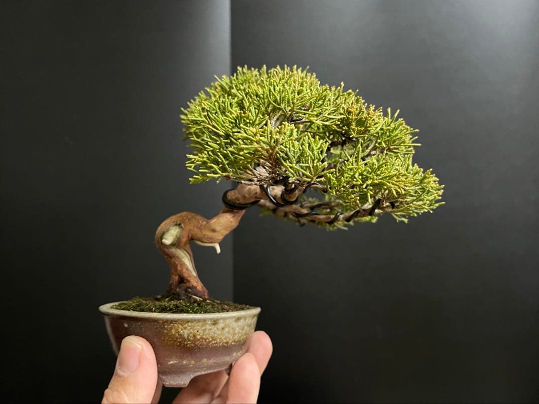 真柏盆栽　糸魚川真柏　古木　捻転幹　小品盆栽　ミニ盆栽　樹高15.5cm