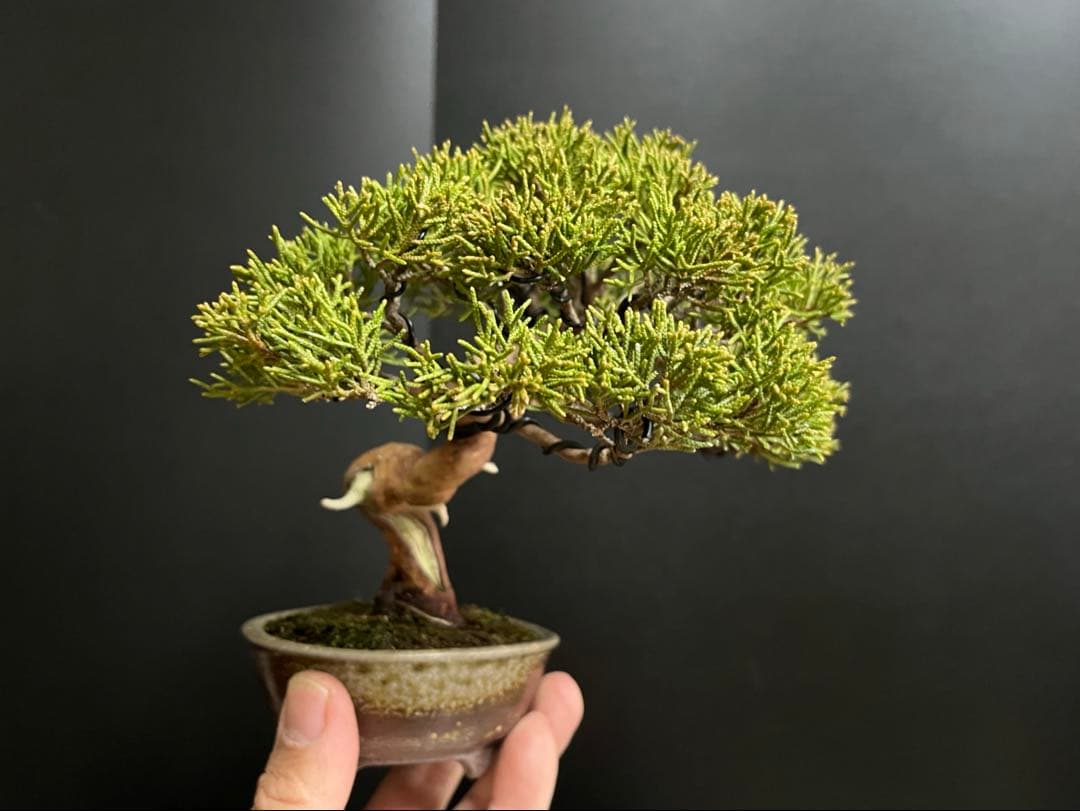 真柏盆栽　糸魚川真柏　古木　捻転幹　小品盆栽　ミニ盆栽　樹高15.5cm