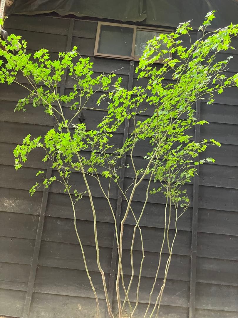 キメラ　70 山採り　ヤマモミジ