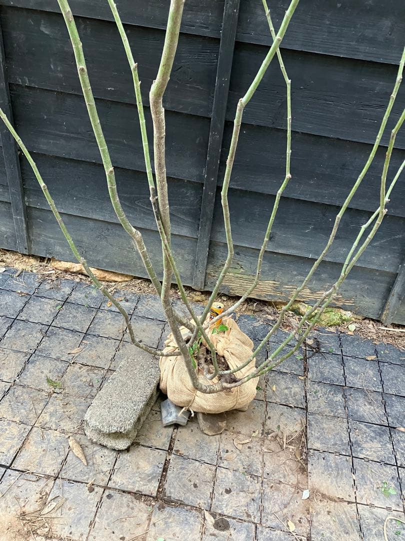 キメラ　70 山採り　ヤマモミジ