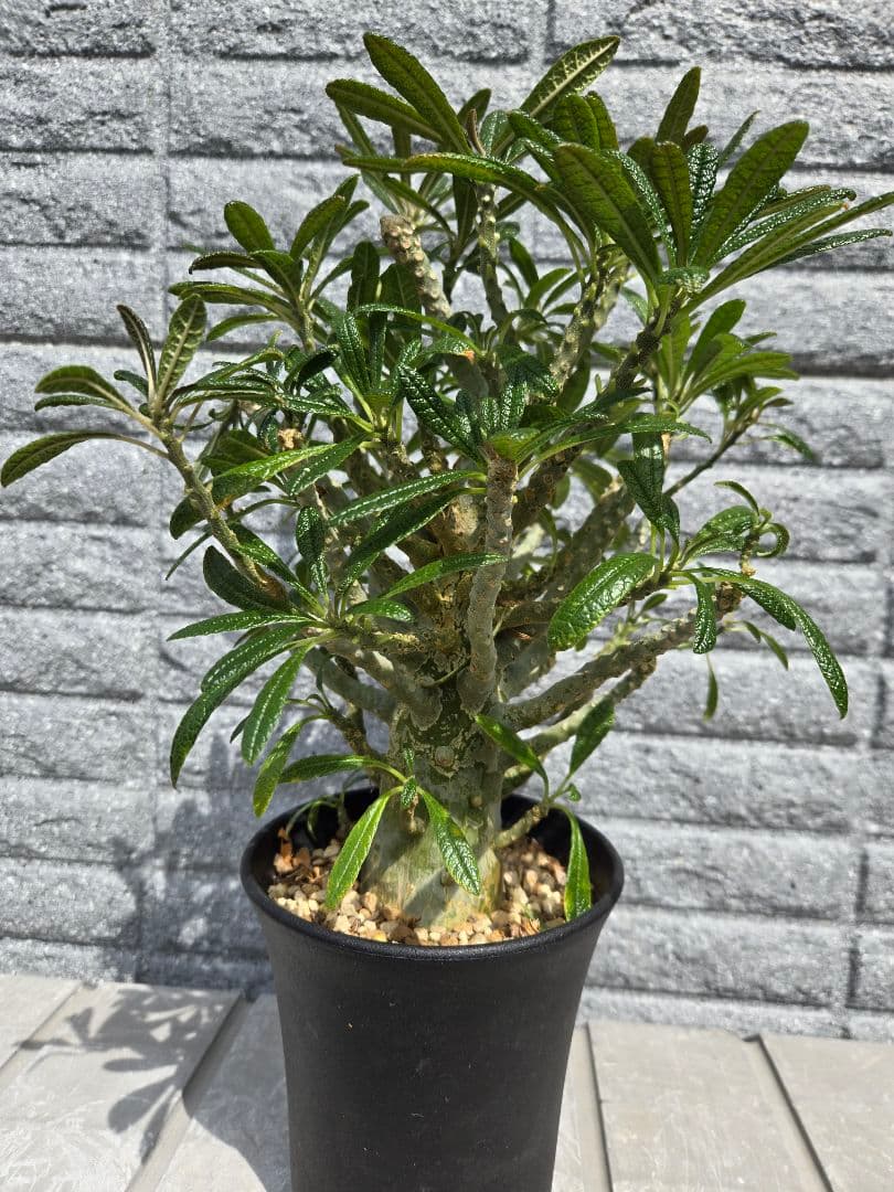 ドルステニア　ギガス