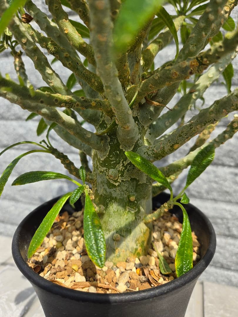 ドルステニア　ギガス