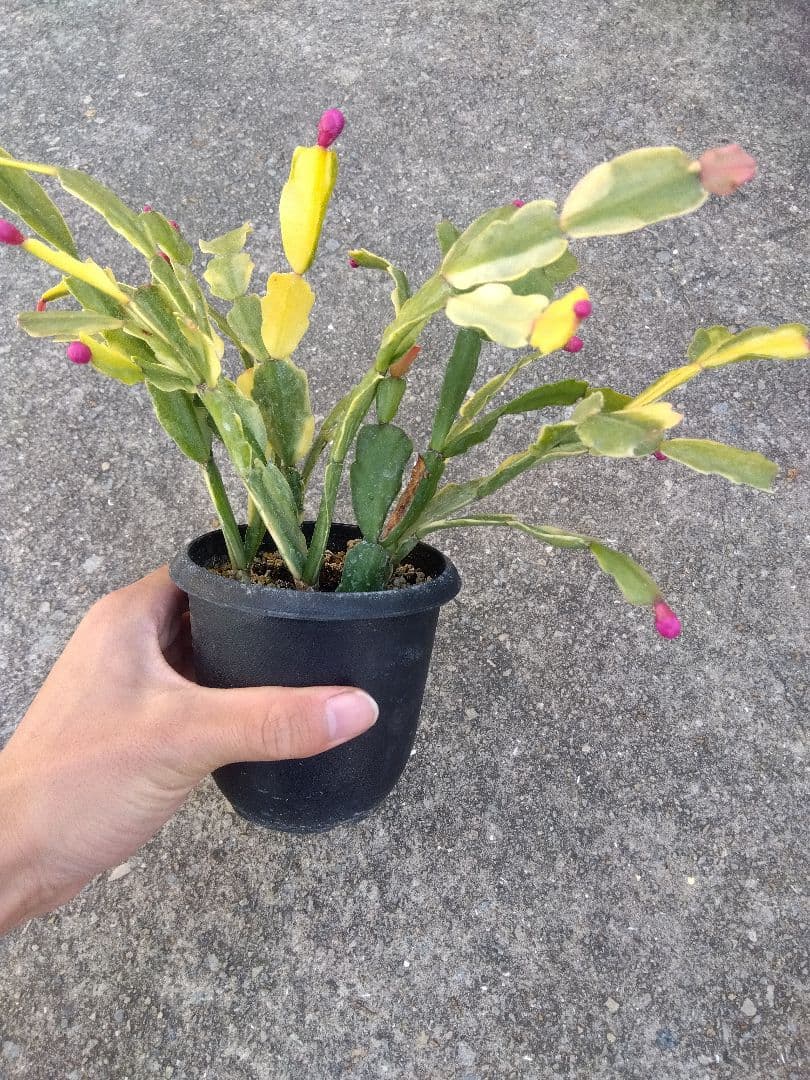 シャコバサボテン　斑入り　3.5号鉢つき　4株群生❗　か