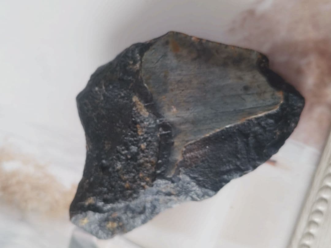 メガロドンの歯の化石B　不完全アメリカノースキャロライナ