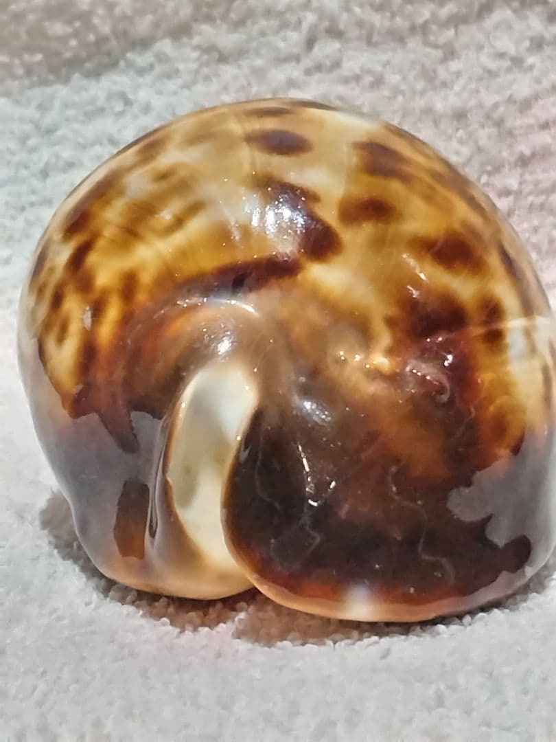 貝殻 ビードロダカラ (タカラガイ科)