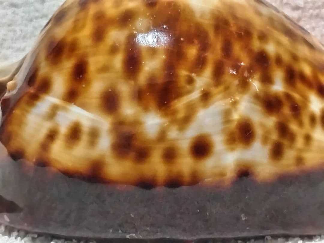 貝殻 ビードロダカラ (タカラガイ科)