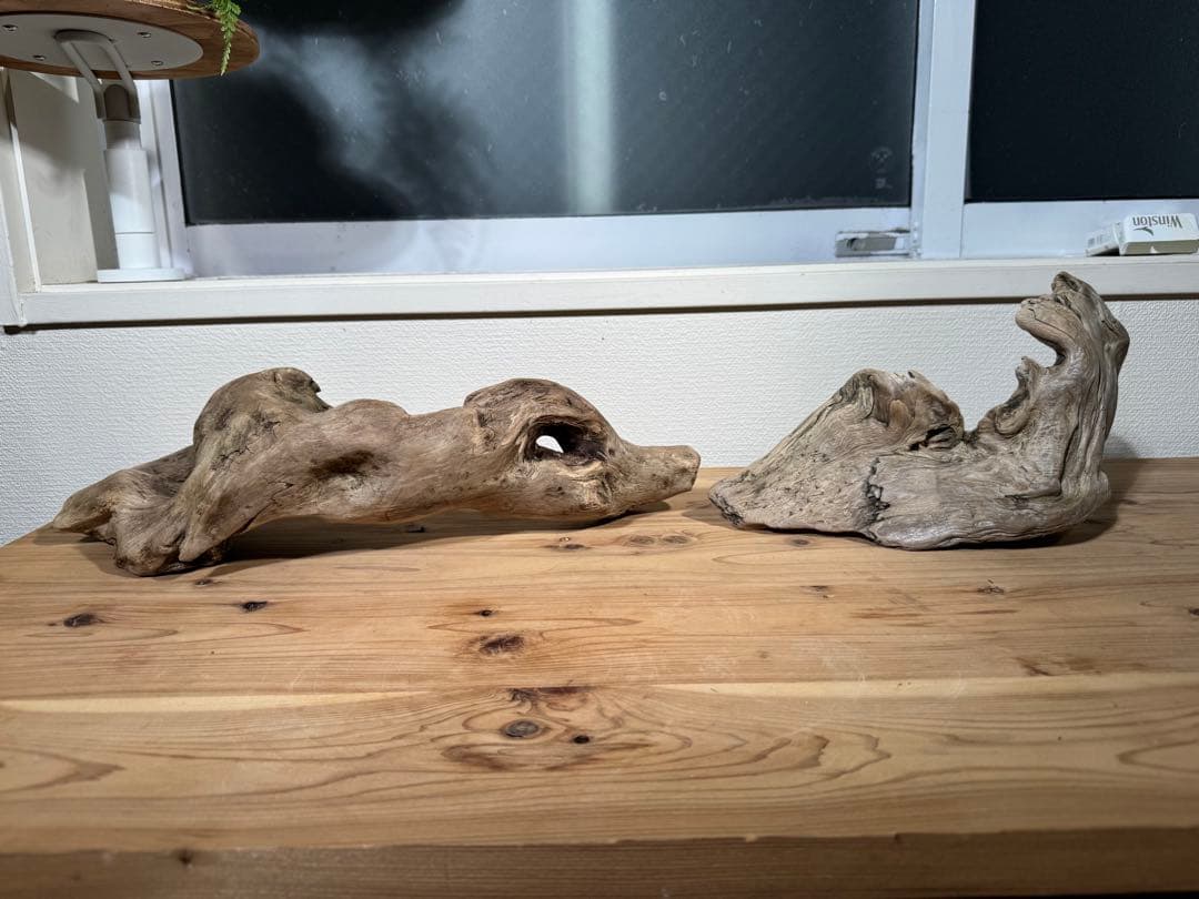 爬虫類　飼育セット　フトアゴ　リクガメ