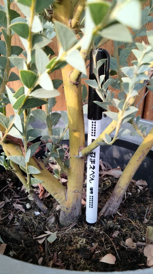 レアな三角葉ミモザつぼみ付き開花予定大株鉢付き