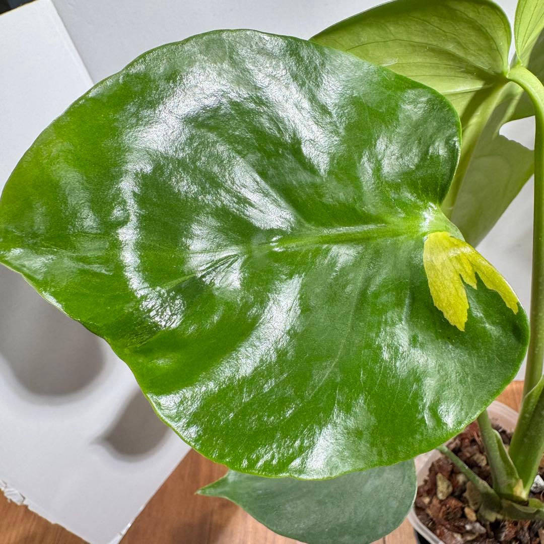 激レア？　モンステラ　デリシオーサ　緑斑&黄斑&白斑