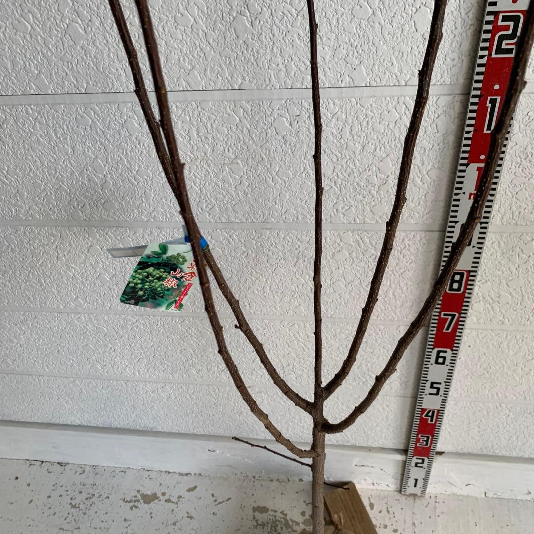 朝倉山椒　約180cm 根巻【サンショウ/実山椒/山椒/ハジカミ/木の実】41