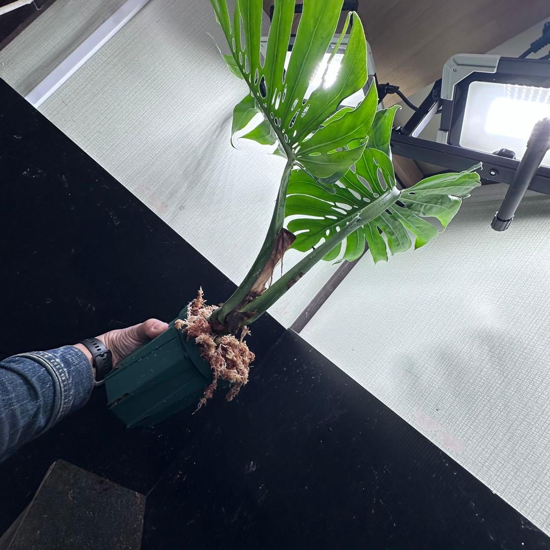 モンステラデリシオーサマクロコズム超希少系統鉢植え