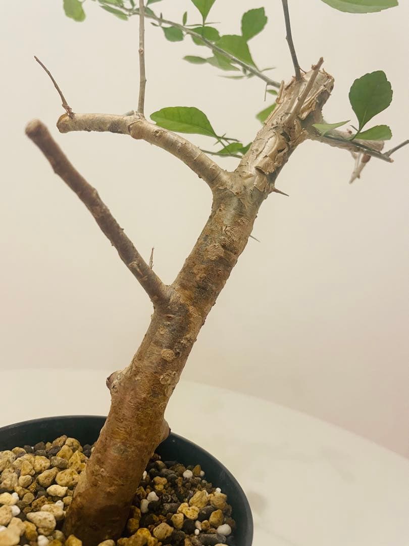 コミフォラ シンプリキフォリア