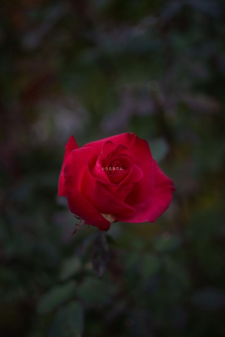 ぬれがらす様現代最小の標準！Elmar-M 50mm F2.8 E39