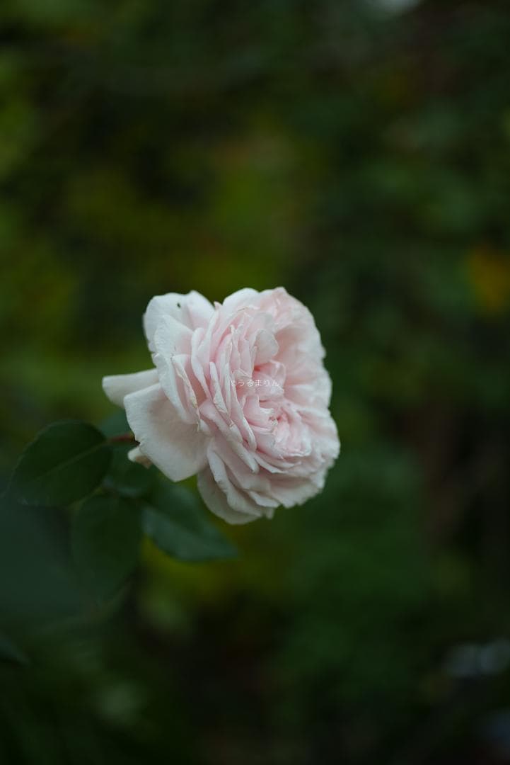 ぬれがらす様現代最小の標準！Elmar-M 50mm F2.8 E39