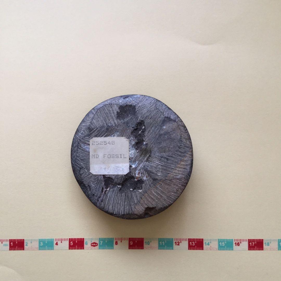 化石のペーパーウェイト