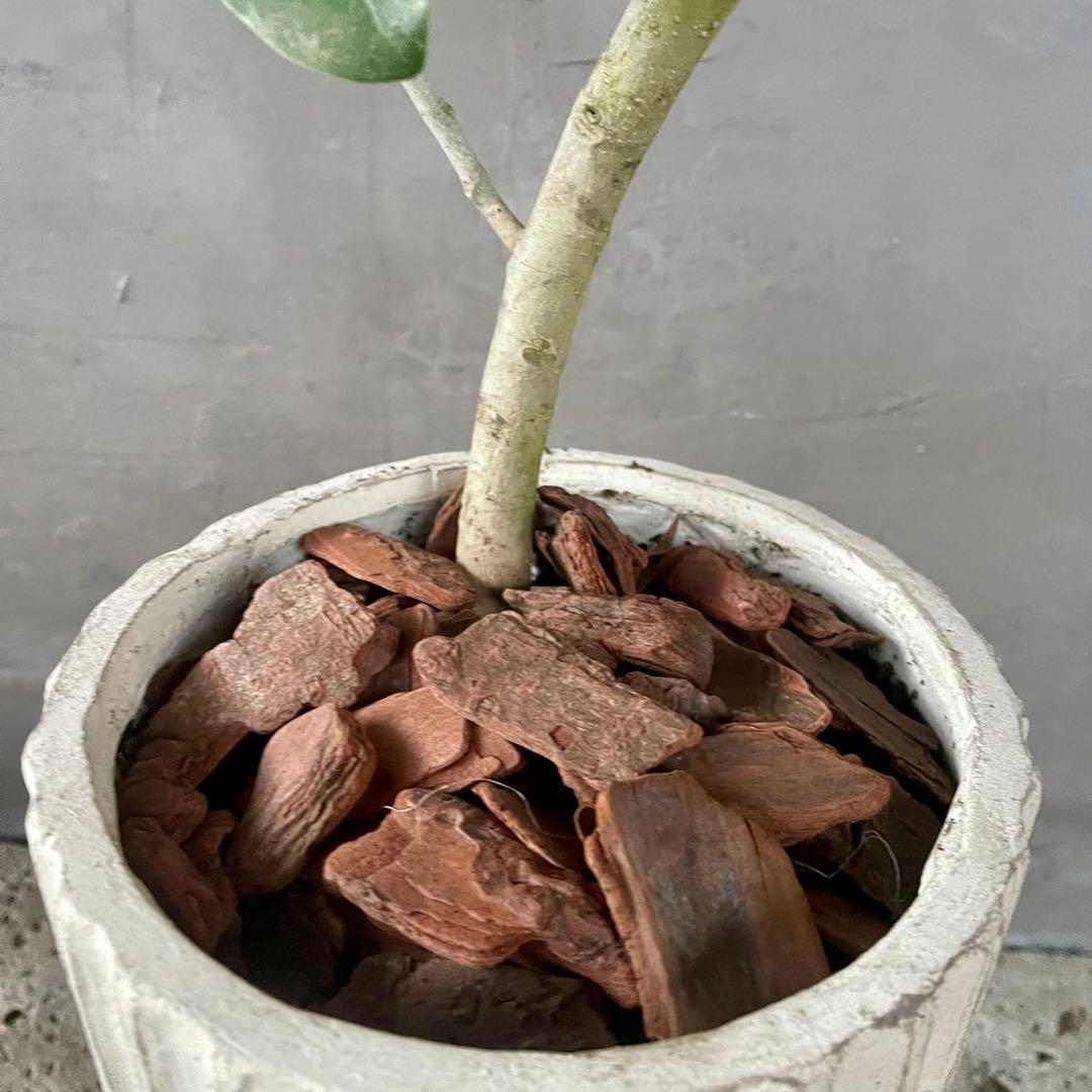 大型　フィカス　ベンガレンシス　オードリー　陶器鉢　植え込み発送