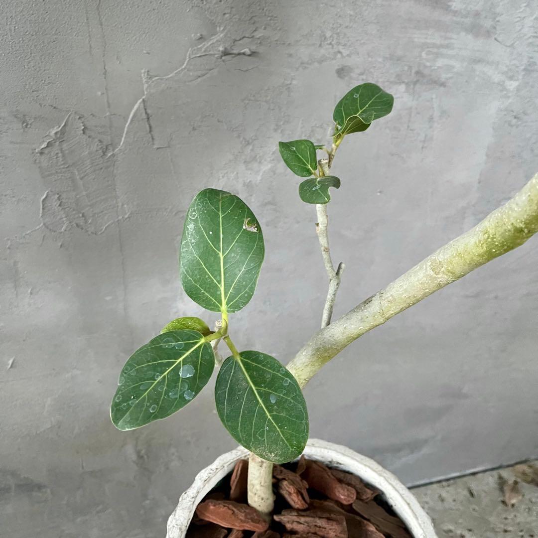 大型　フィカス　ベンガレンシス　オードリー　陶器鉢　植え込み発送