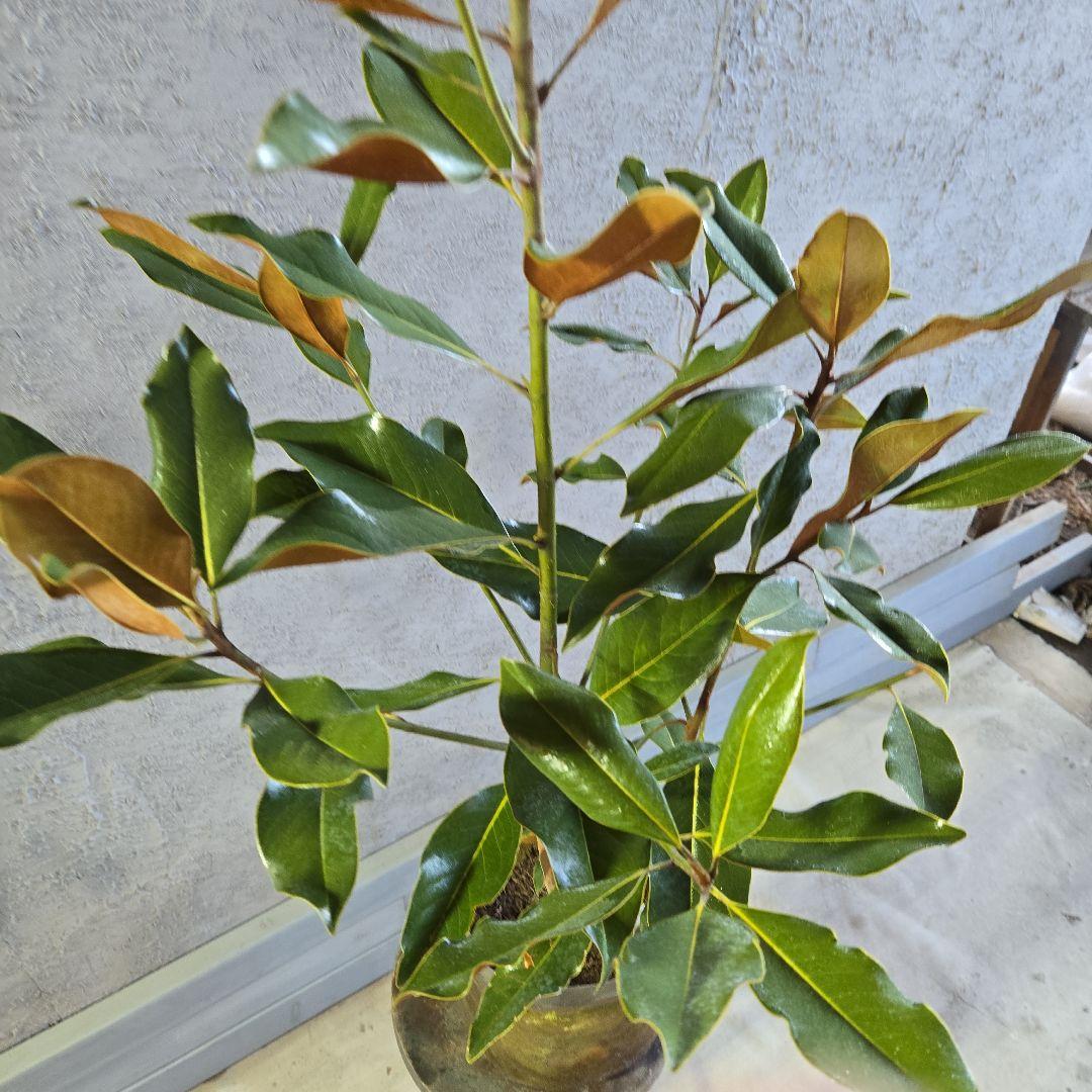 ①　タイサンボク　「リトルジャム」　特大苗木最高等級極上品‼️