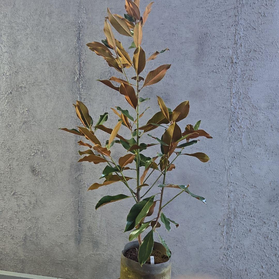 ①　タイサンボク　「リトルジャム」　特大苗木最高等級極上品‼️