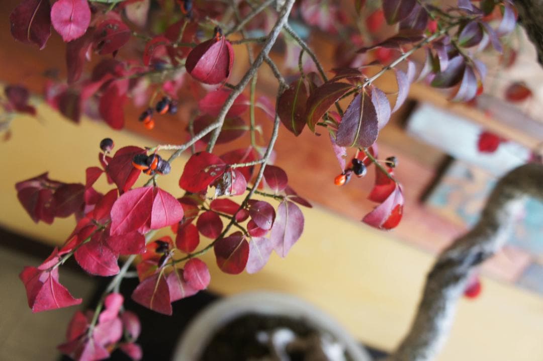 盆栽 『コマユミ』 紅葉 花 実 アート インテリア 送料無料 b193