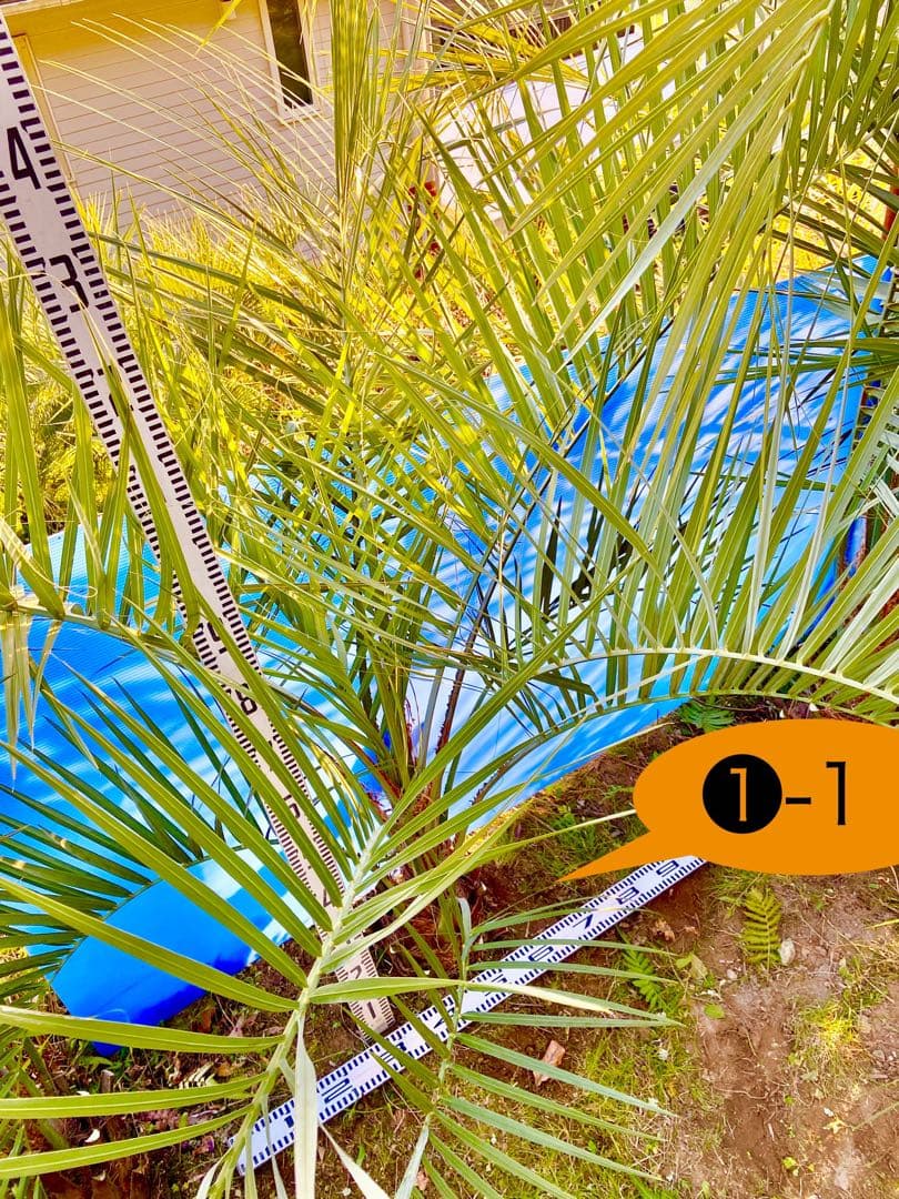❶-1 ココスヤシ　超耐寒性