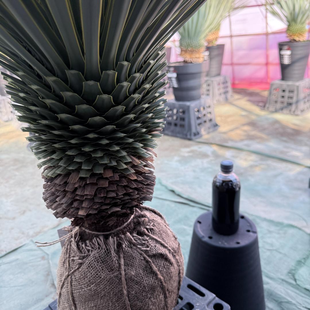 【AL1095】ユッカ　ロストラータ