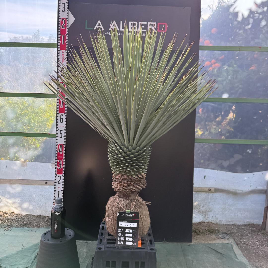 【AL1095】ユッカ　ロストラータ