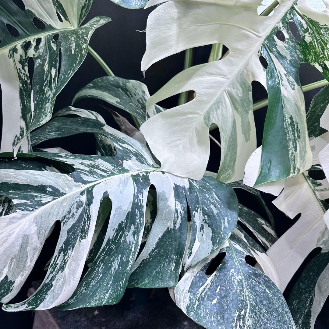 斑入りモンステラ ホワイトタイガー極美大株86cm白斑多
