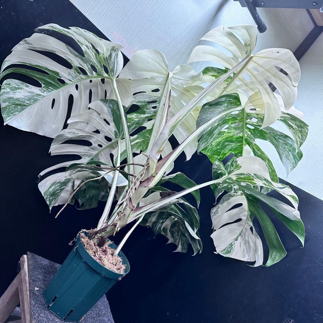 斑入りモンステラ ホワイトタイガー極美大株86cm白斑多