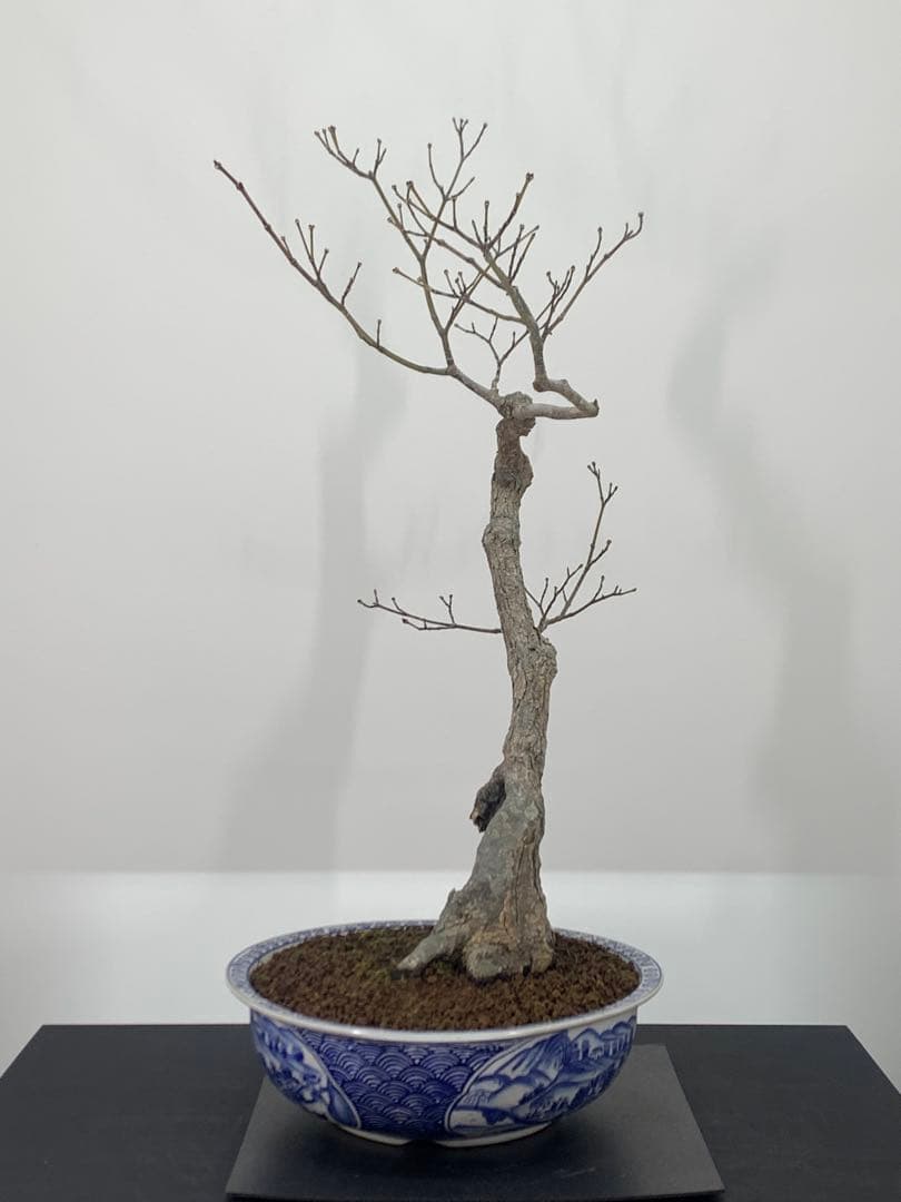 古木感溢れる石付山もみじ　文人　洞　樹高約60cm（検索/盆栽　野梅　楓）