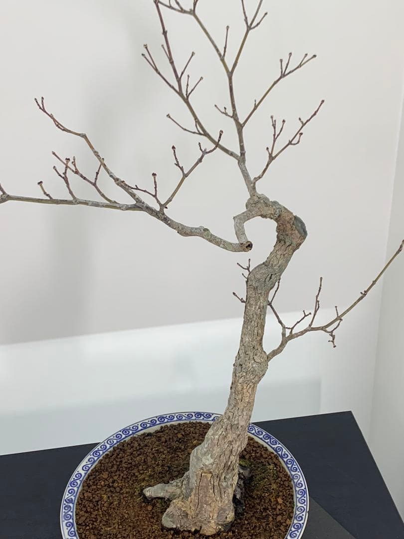 古木感溢れる石付山もみじ　文人　洞　樹高約60cm（検索/盆栽　野梅　楓）