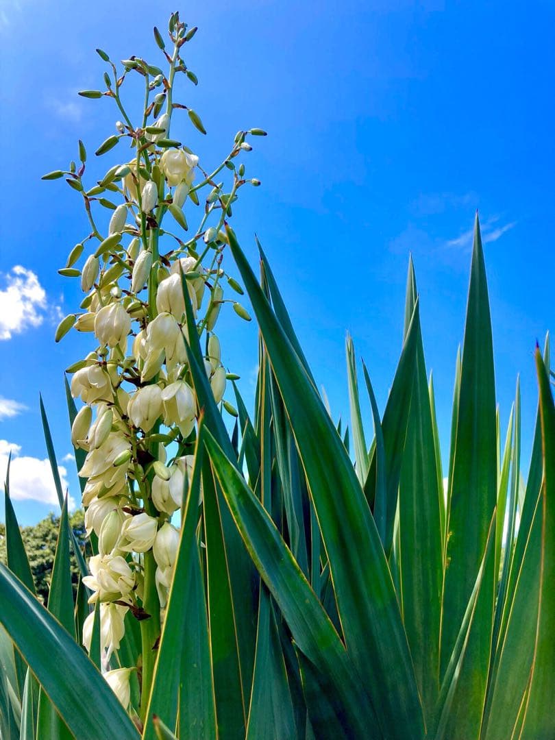 完売　発根済み超優良株＊根は頑丈で巨大【ユッカ グロリオサ/アツバキミガヨラン】