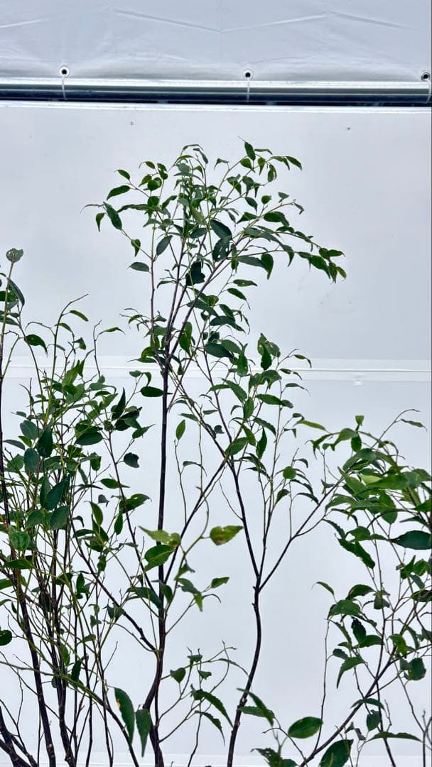 ricca 樹形が魅力的 山採り ハイノキ 株立 717 樹高1.8m位