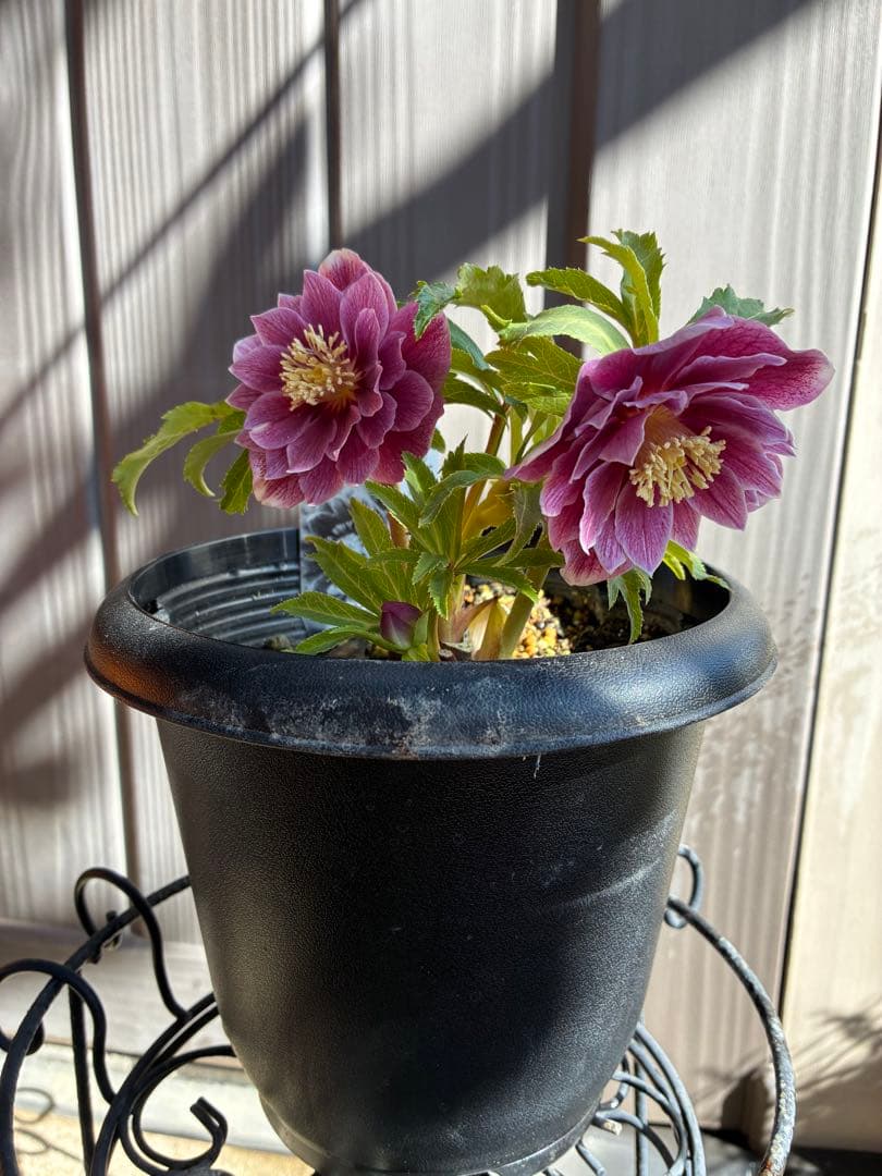 ♡広瀬園芸♡ 充実株シリーズ①DDピンク白抜け　ソレイユ系