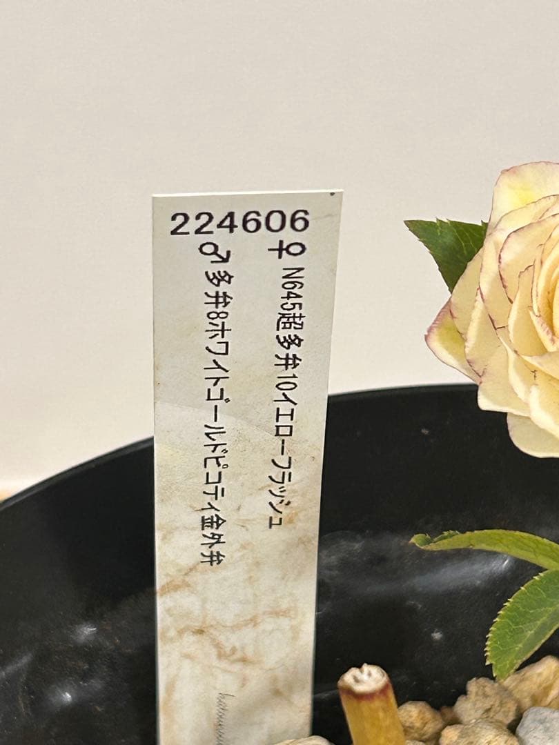 多弁ホワイトピコティフラッシュ　クリスマスローズ