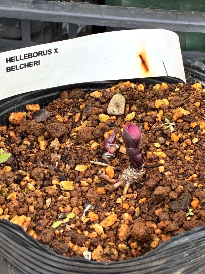 み*ー様 ☘️蕾付き☘️タグ付☘️3366⭐️BELCHERI⭐️PINK IC