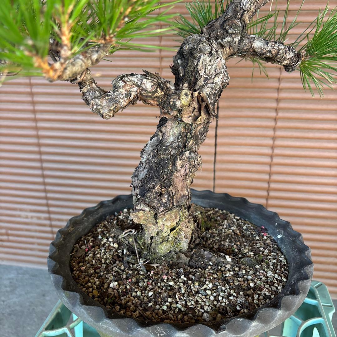 黒松盆栽