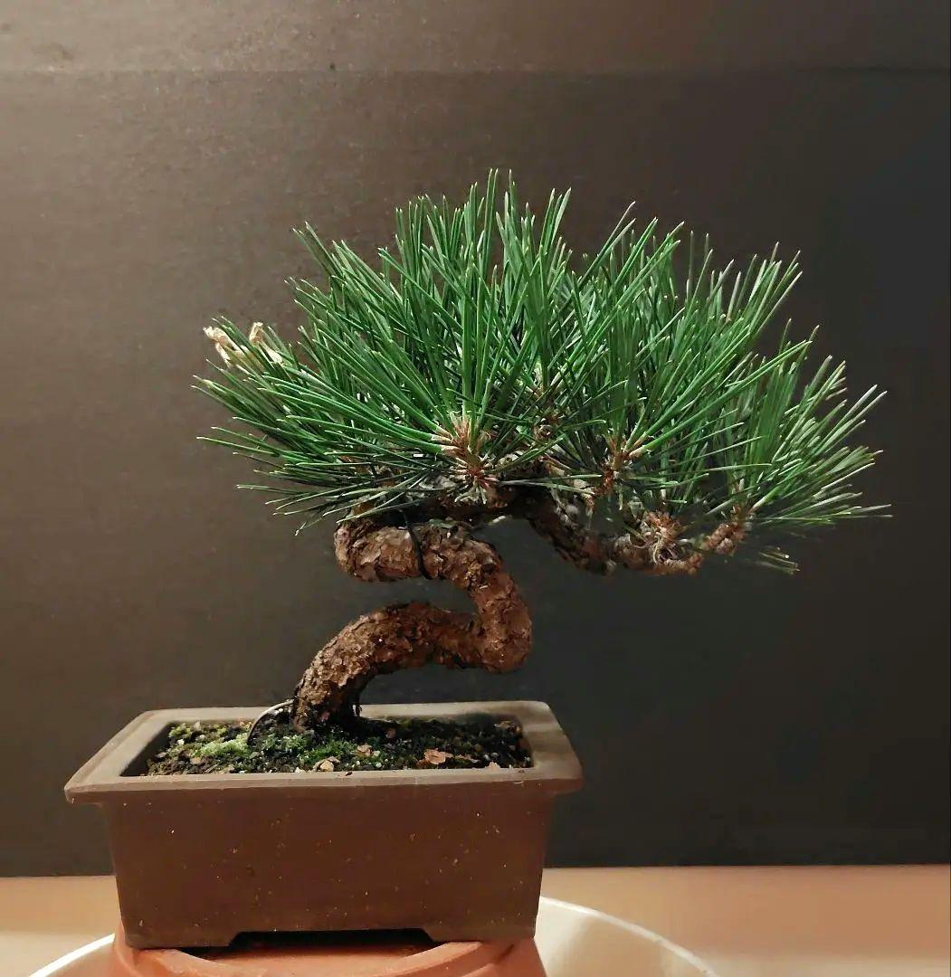 黒松盆栽！