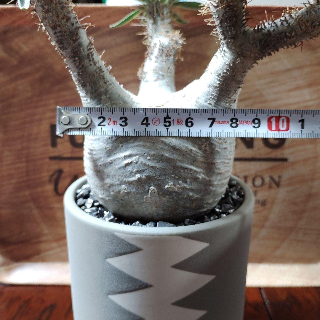 白肌グラキリス　バリエム鉢　valiem