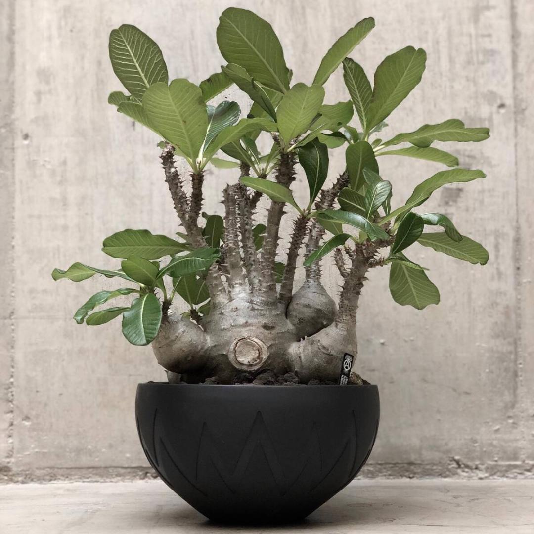 鉢・プランター SRL invisible ink. P-CHAMBER. SRLMEX-L