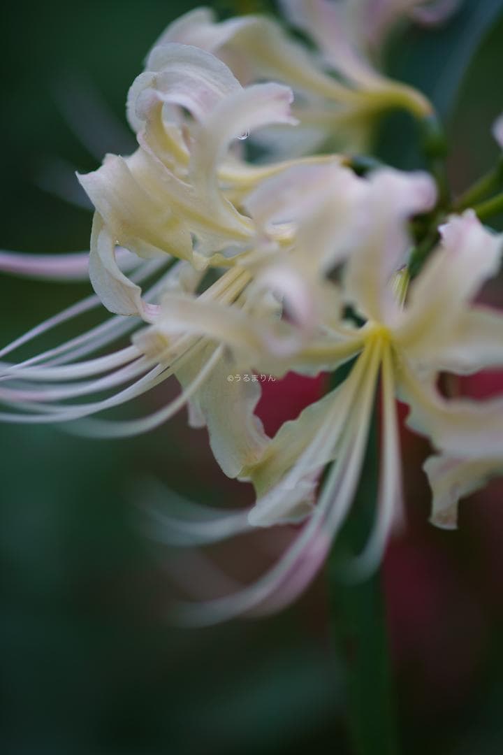 お買得品絶版マクロ！Zeiss Makro-Planar 100mm f2 ZF