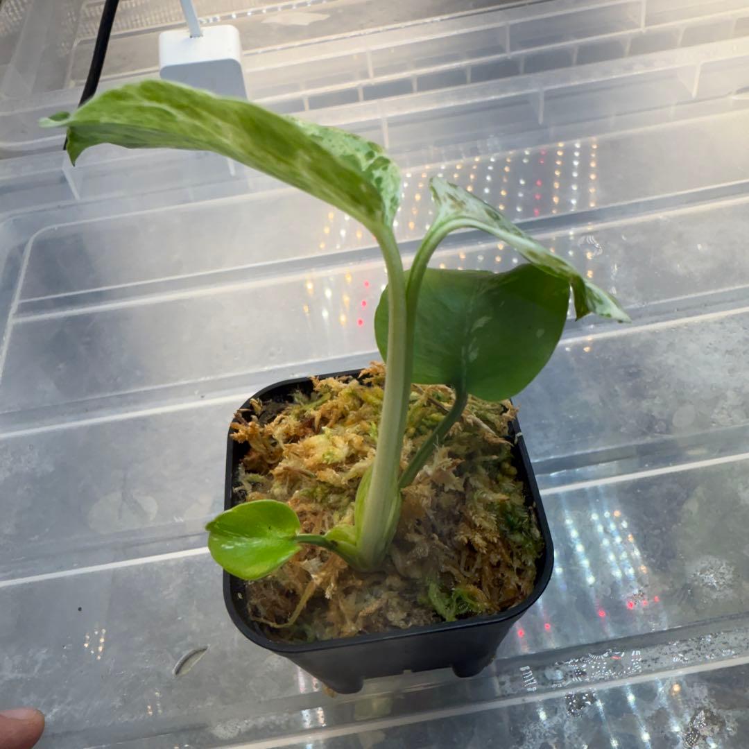 モンステラ バルバソウ