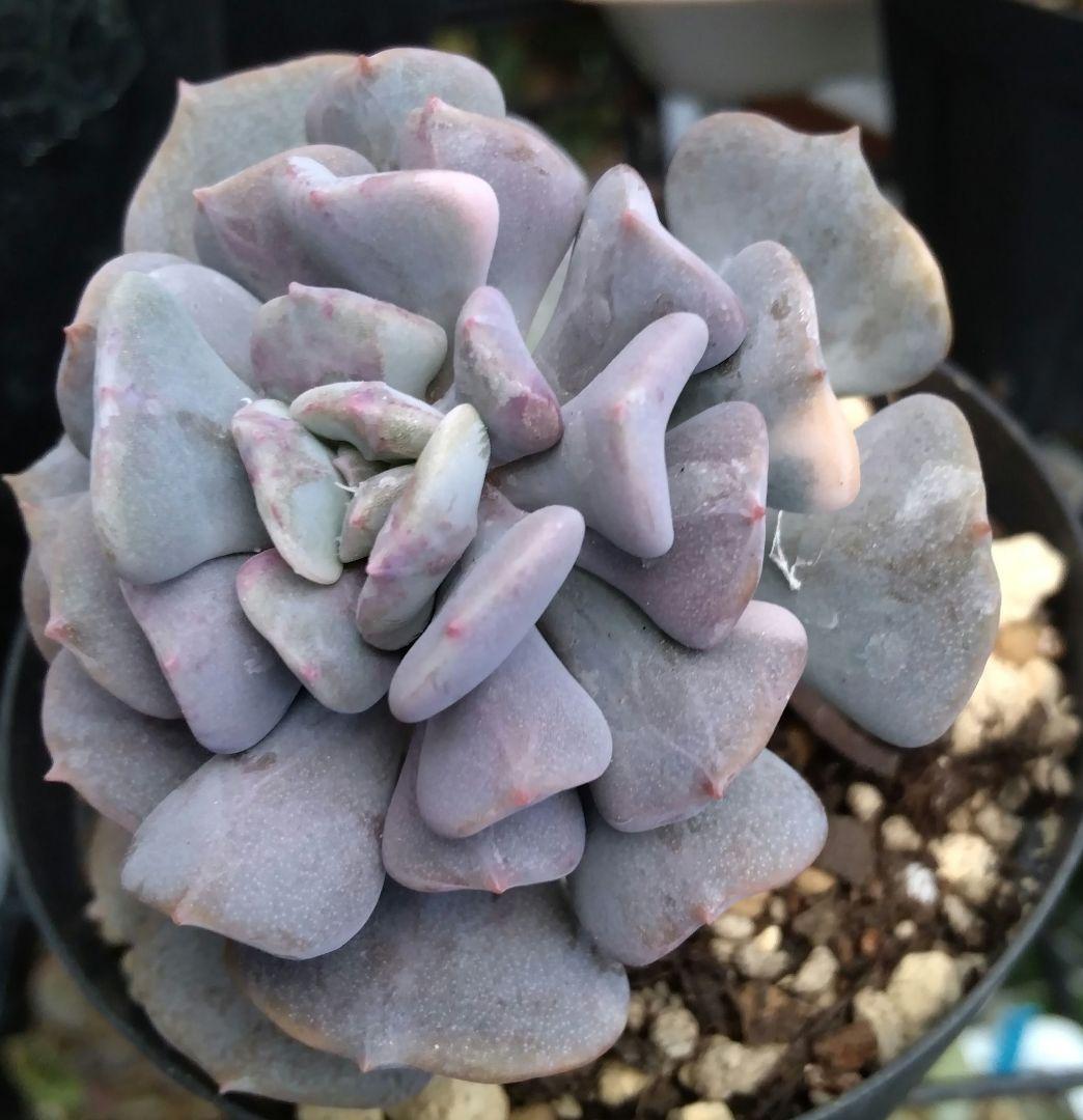 専用です♪　　　　　　肉植物　キュービックフロスト錦　抜き苗