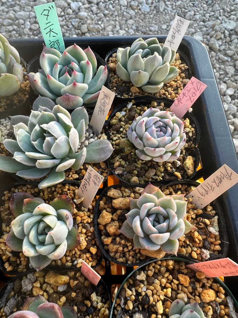 多肉植物セット☆メルカリ便匿名配送