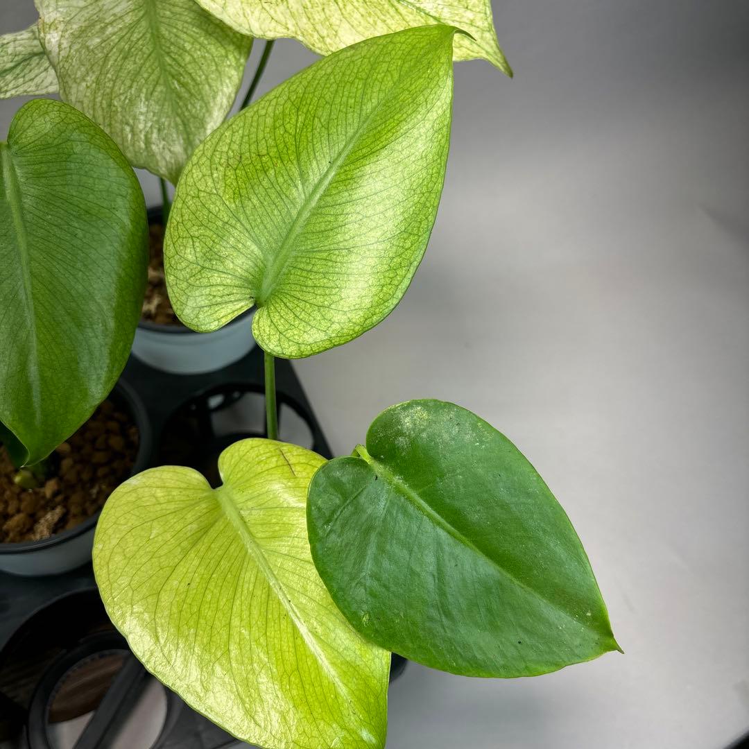 ち*え様 5株セットms49ホワイトモンスター／天津蘭 モンステラ斑入り