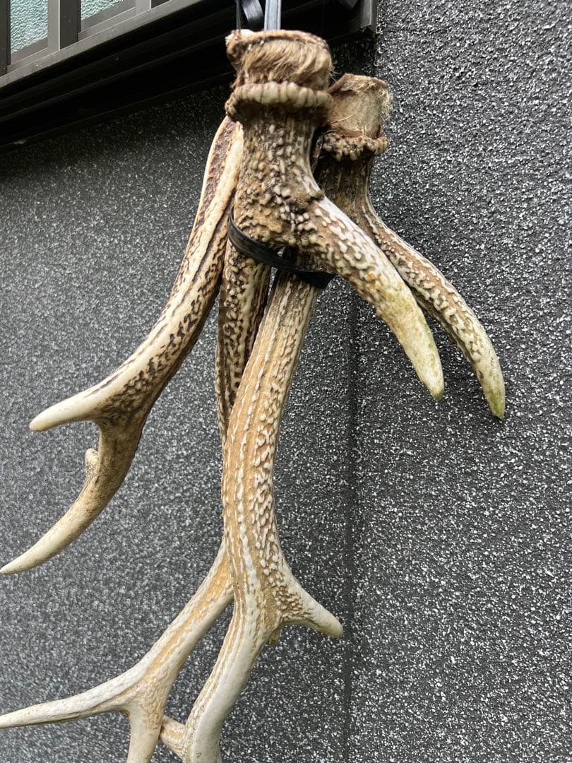 野生の鹿の角