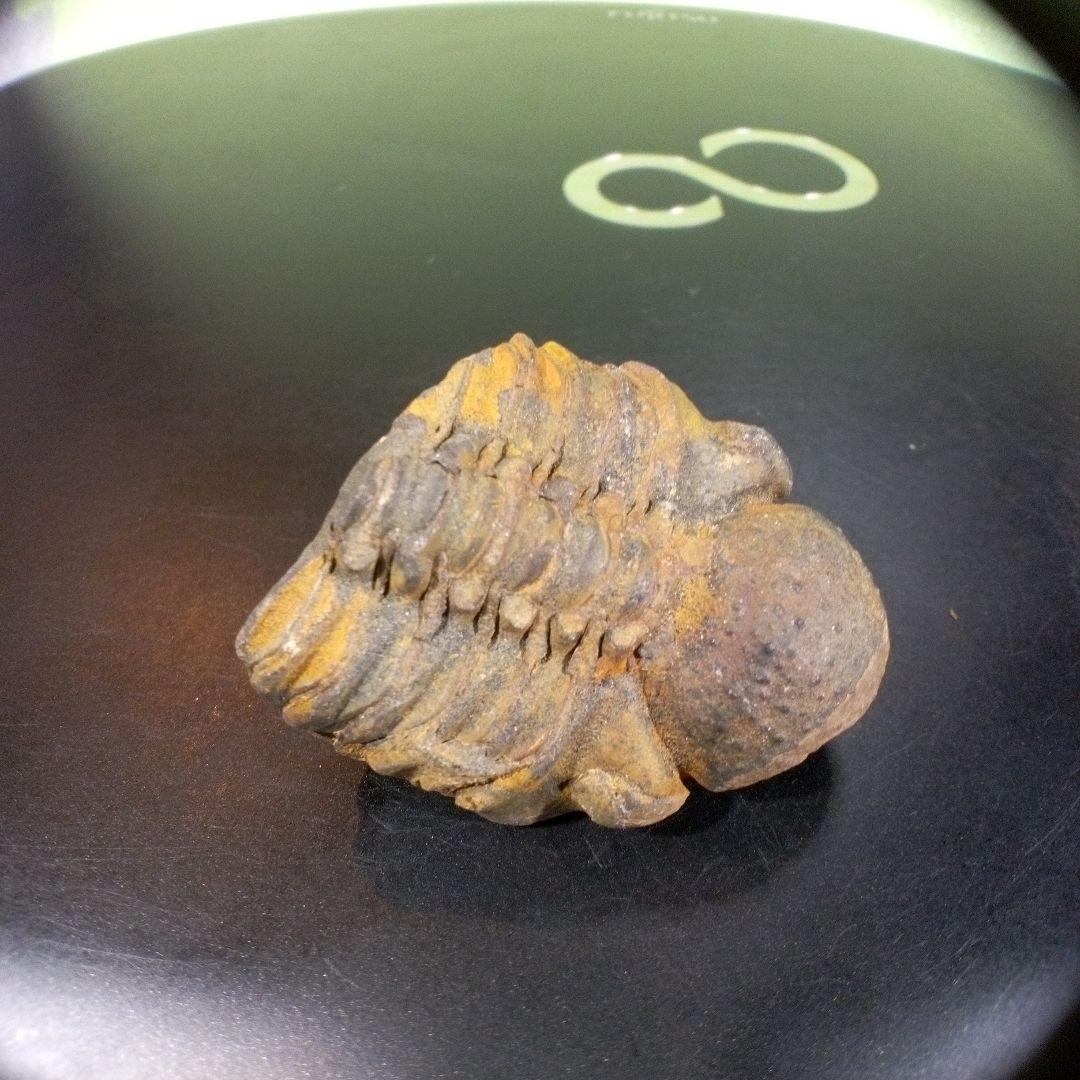 三葉虫　化石　fossil　ボリビア産　trilobite　三葉虫判別⑦