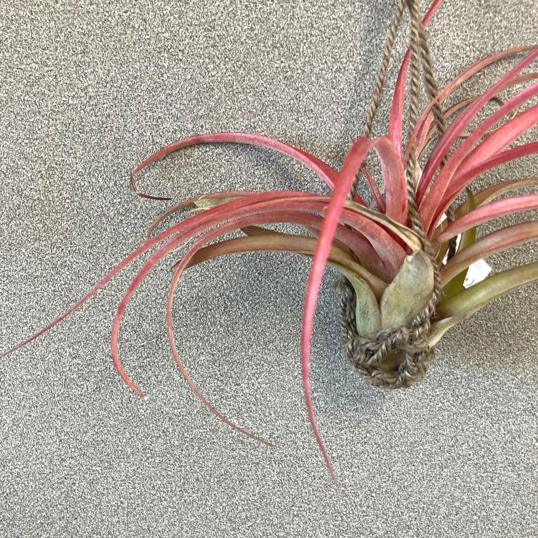 超希少❗️交配種❗️エアプランツ　チランジア　ラブノット✨