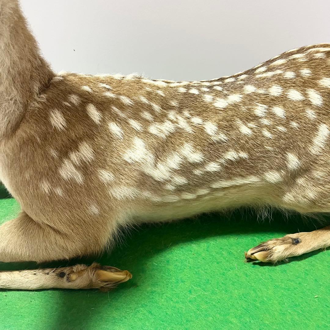 剥製 小鹿 子鹿 ニホンジカ 置き物 ヴィンテージ バンビ インテリア オブジェ