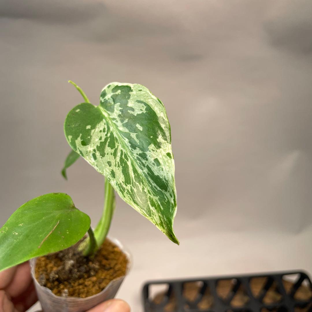 に*y様 A11品種保証！斑入り保証！Bulbasaurモンステラ バルバソー